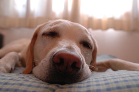 Dog sleeping